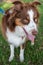 Australian border collie on a blue leash