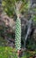 Australian Bottlebrush flower buds