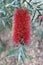 Australian Bottlebrush Tree in Bloom