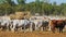 Australian brahman beef cattle are held at a cattle yard