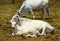 Australian Brahman cow & calf resting in paddock