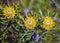 Australian Broad Leaf Drumstick (Isopogon anemonifolius)