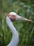 Australian Brolga