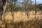 Australian Brolga group court at the bush in Western Australia