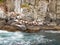 Australian or brown fur seal in Tasman National Park