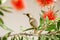 Australian Brown Honeyeater Bird