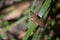 Australian Brown Ringlet Nymph Butterfly