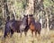 An Australian Brumby Wild Horse and her Foal