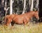 An Australian Brumby wild horse Stallion