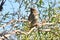 An Australian Brush Cuckoo Juvenile Bird