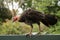 Australian Brush-turkey (Alectura lathami)