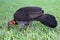 Australian brush-turkey (Alectura lathami)