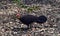 Australian Brush Turkey on forest