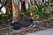 Australian Brush Turkey on forest