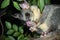 Australian Brushtail possum eating fruit