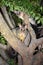Australian Brushtail possums
