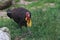 Australian brushturkey