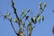 Australian Budgerigar`s