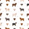 Australian bulldog seamless pattern. All coat colors set. All dog breeds characteristics infographic