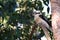 Australian Bush Kookaburra in tree