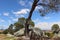 Australian bush landscape in You Yangs National Park with lush trees on a sunny day