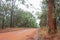 Australian bush road