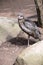 Australian bush stone curlew