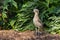 Australian bush stone-curlew