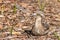 Australian bush thick-knee bird nesting on ground