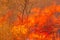 Australian bushfire background