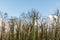 Australian bushfires aftermath: eucalyptus trees damaged by the fire recovering six months after severe bushfires . Imlay Road,