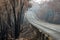 Australian bushfires: burnt eucalyptus tree along the road