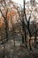 Australian bushfires: eucalyptus tree leaves became brown after survival in extremely heat of bushfire