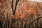 Australian bushfires: eucalyptus trees leaves became brown after survival in extremely heat of bushfire