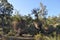 Australian bushland near Perth, Western Australia
