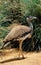 AUSTRALIAN BUSTARD ardeotis australis, ADULT