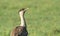 Australian Bustard on green background