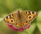 Australian butterfly Meadow argus Junonia villida