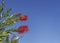 Australian Callistemon in flower