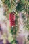 Australian callistemon tree also called bottle brush plant with red flowers