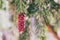 Australian callistemon tree also called bottle brush plant with red flowers