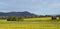 Australian Canola Fields