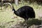 An Australian cassowary