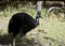 An Australian cassowary