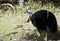 An Australian cassowary