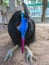 Australian cassowary.