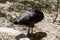 The Australian cassowary is having a drink