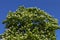 Australian Catalpa tree on the blue sky.