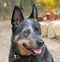 Australian Cattle Dog