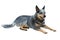 Australian Cattle Dog